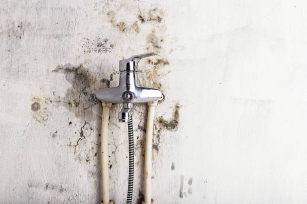 Best Office Mold Removal Services  in Park Forest, IL