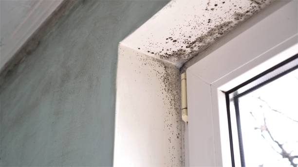 Best Toxic Mold Removal  in Park Forest, IL