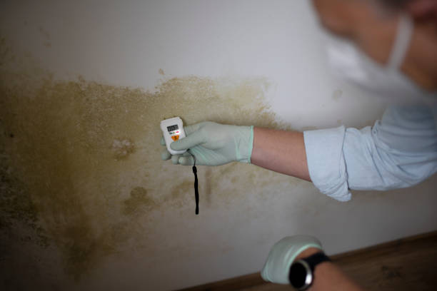 Best Residential Mold Removal  in Park Forest, IL