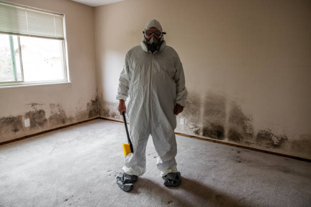 Best Home Mold Removal  in Park Forest, IL