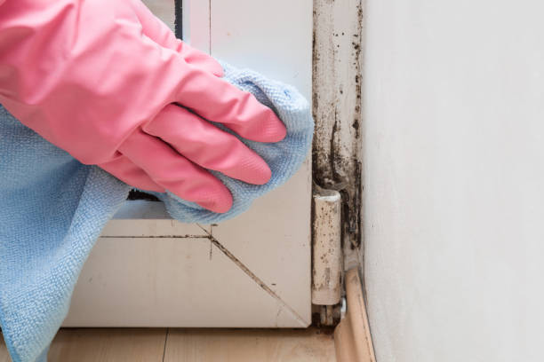 Best Office Mold Removal Services  in Park Forest, IL