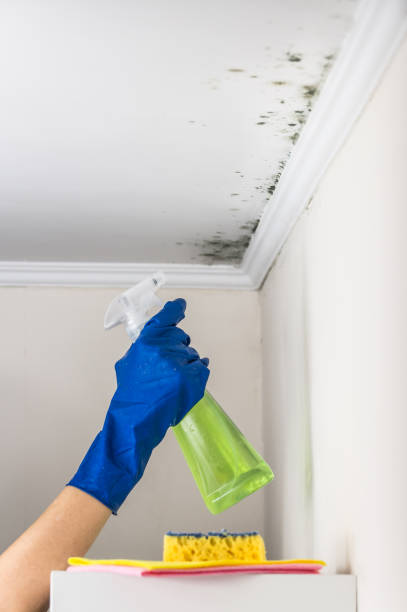 Best Attic Mold Removal  in Park Forest, IL